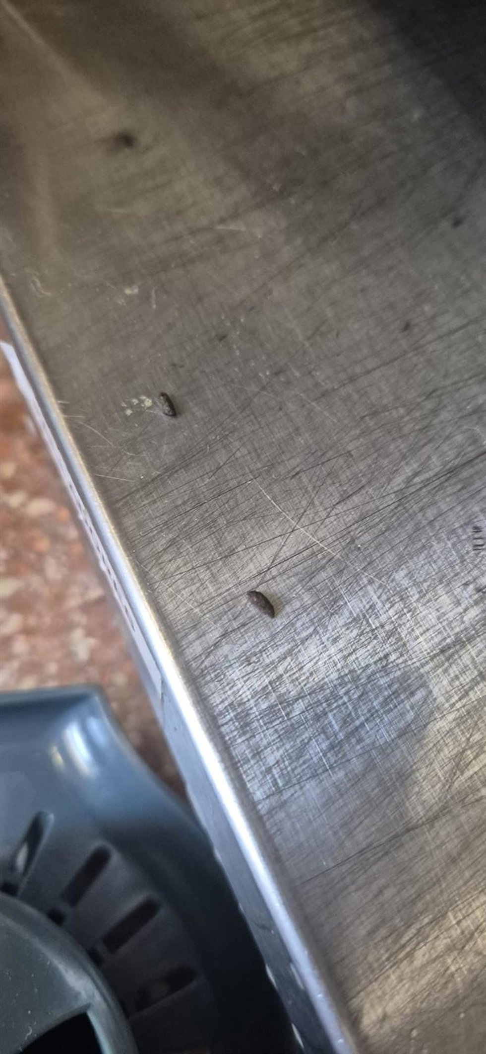 Insectos en el Parque de Bomberos de Tres Cantos
