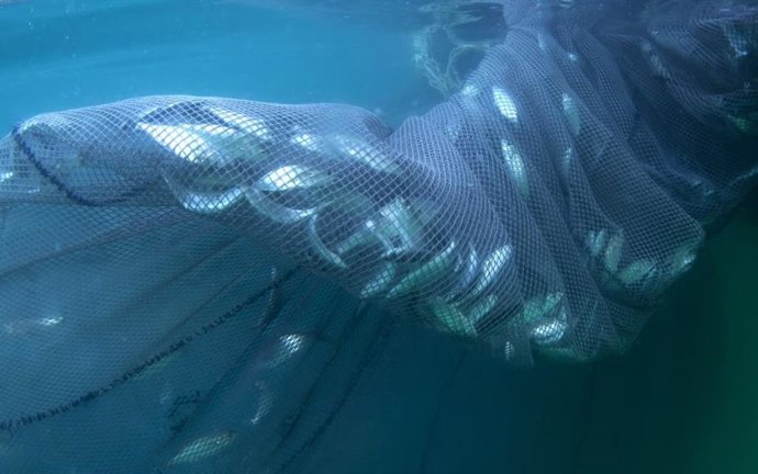 A pesca excessiva, a degradação do habitat e a poluição, juntas, resultam na perda de biomassa de peixes e em capturas menores.