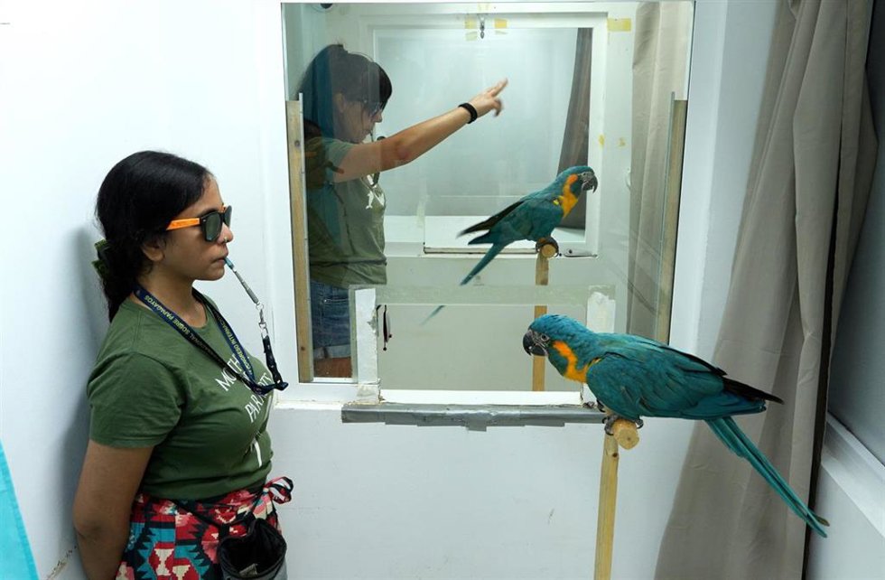 Entrenamiento de guacamayos de barba azul en Loro Parque