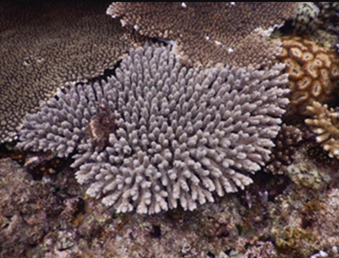 Puede que los corales carezcan de ojos, pero no son ciegos. Estos delicados animales perciben la luz de maneras que siguen asombrando e inspirando a la comunidad científica.