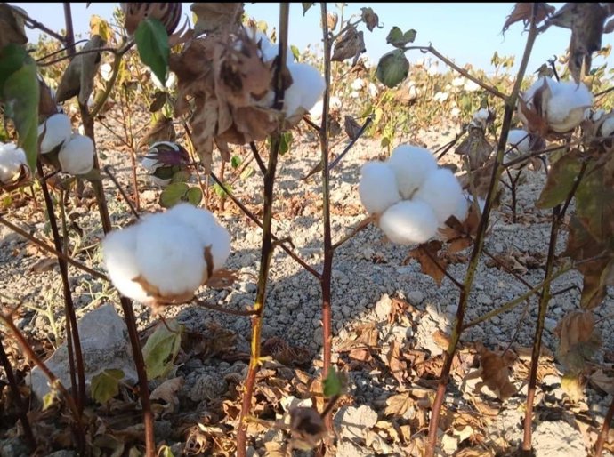 Imagen de un cultivo de algodón en el término municipal de Lebrija.