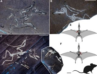 Ejemplares neonatales de Pterodactylus antiquus que muestran fracturas de alas perimortem