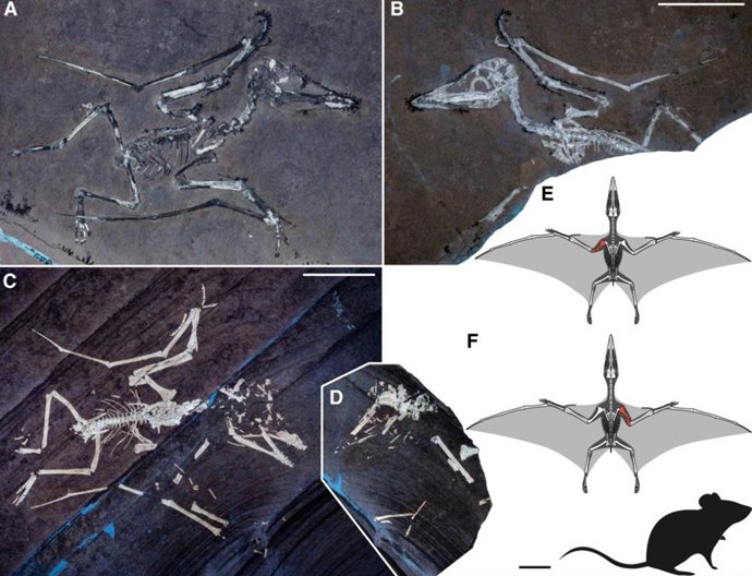 Espécimes neonatos de Pterodactylus antiquus apresentando fraturas perimortem nas asas