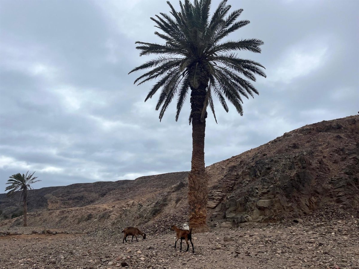 ‘Anaga Biofest’ Expands to Fuerteventura, Celebrating Cultural Heritage and Biodiversity