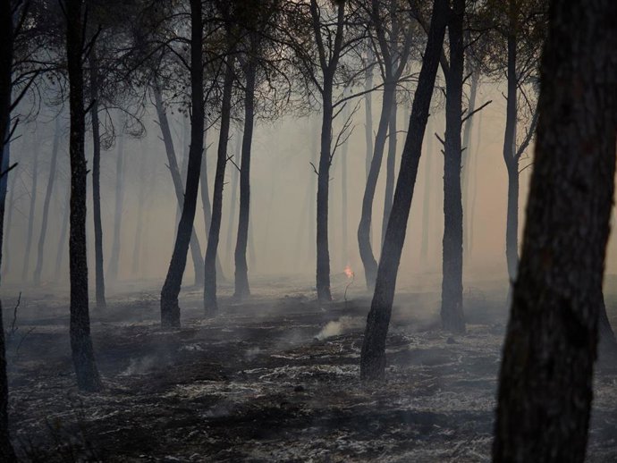 Imagen de archivo de una zona calcinada por el incendio de Carcastillo del pasado mes de agosto.