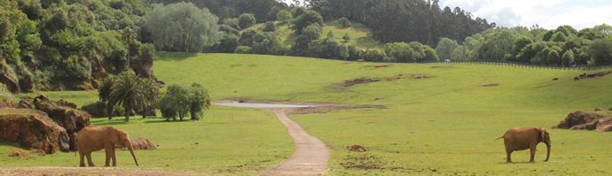 Elefantes en Cabárceno