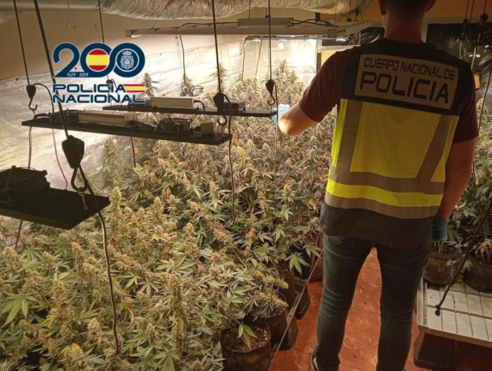 Desmantelan un laboratorio de marihuana y detienen a su propietaria en un chalet de Cheste (Valencia)