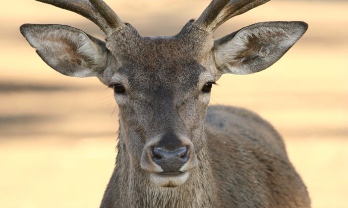 Extremadura