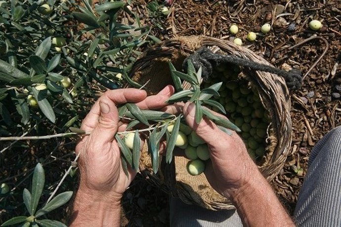 Archivo - DOP Aceituna Aloreña de Málaga.