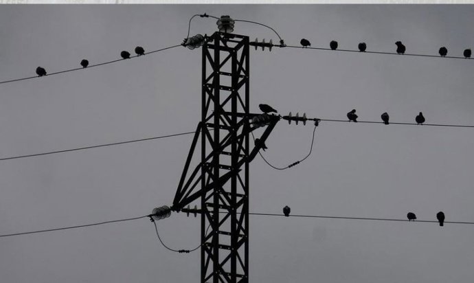 Cables de electricidad. Aves.