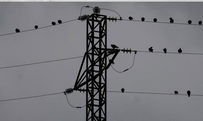 Cabos de eletricidade. Aves.
