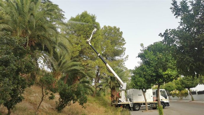 Obras de reducción de la presencia del picudo rojo en Jaén.