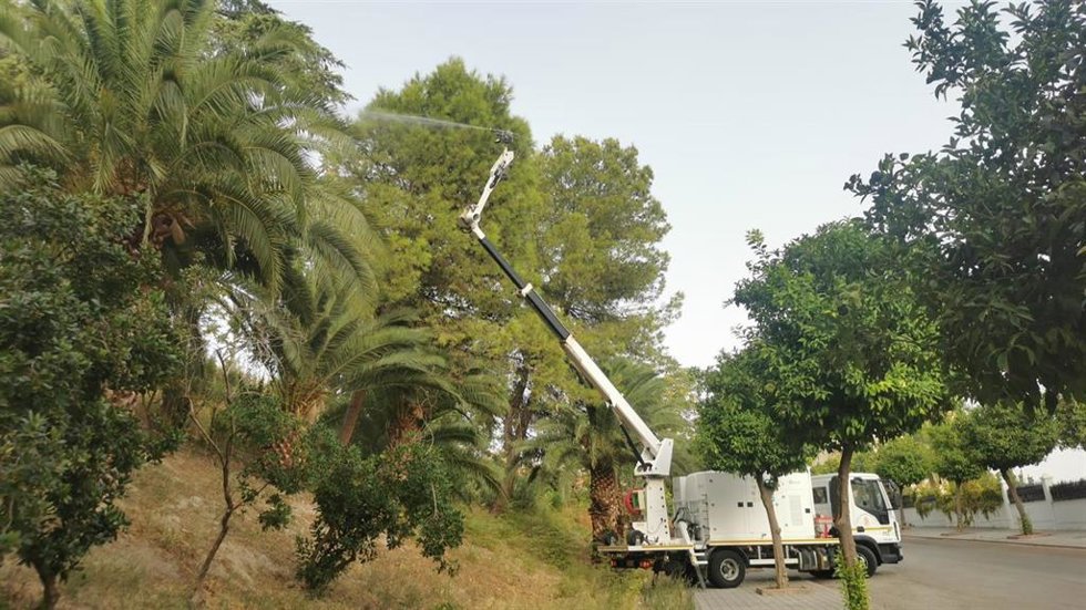 Obras de reducción de la presencia del picudo rojo en Jaén.