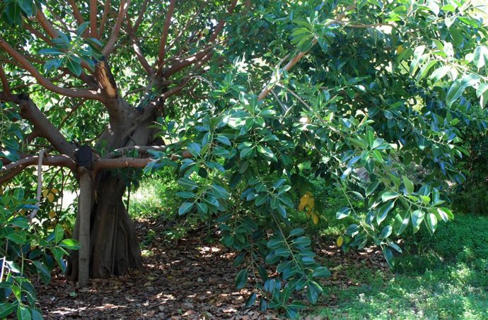 Higuera del caucho o ficus elástica