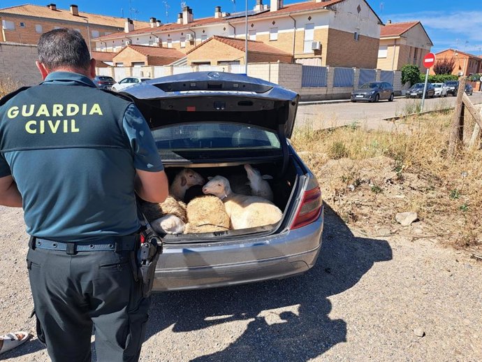 Imagen de los corderos transportados en el maletero de un turismo.