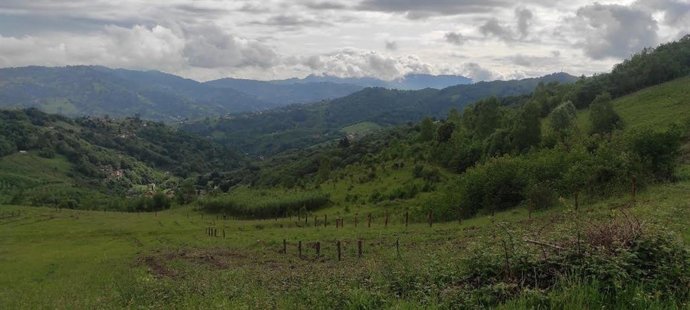 Ensayos realizados en la escombrera restaurada de Mozquita (Langreo).