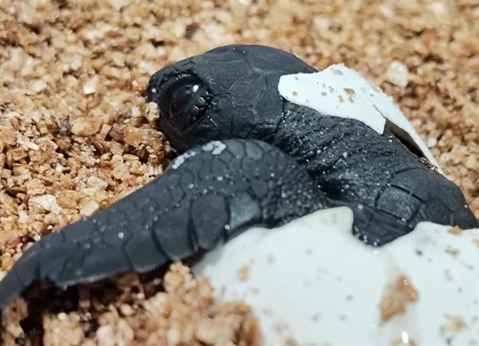 Una de las crías de tortuga marina del nido de Can Pere Antoni sale de su huevo.