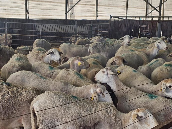 Archivo - Imagen de archivo de un rebaño de ovejas. 