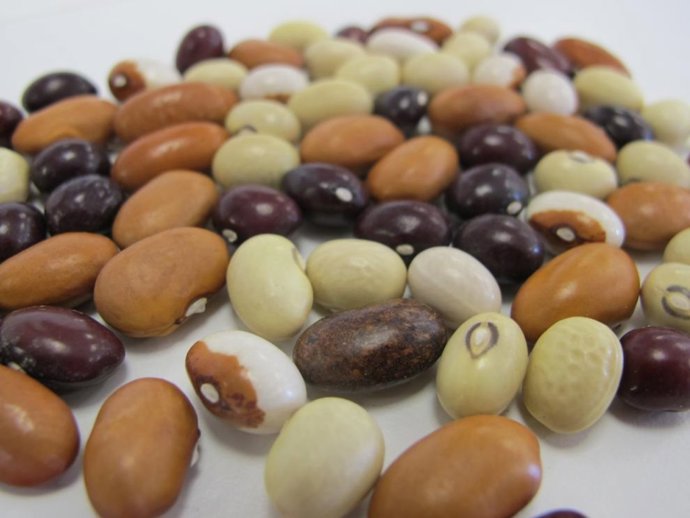 Los avances en las leguminosas de Aragón, protagonistas de una jornada técnica en el CITA