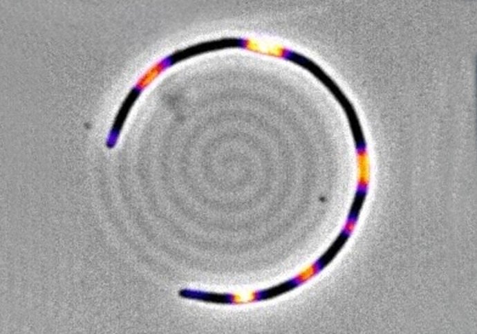 Bacteria de E. Coli filamentando de forma controlada en un substrato microfabricado con forma de espiral. El (falso) color indica la presencia de la proteína MinD.