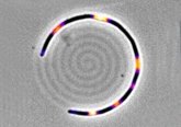 Foto: Descubren una "memoria mecánica" en bacterias 'E. coli', clave para comprender la resistencia a antibióticos