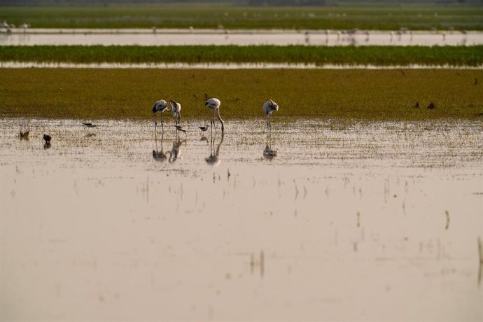 Archivo - Aves en las marismas de Doñana.