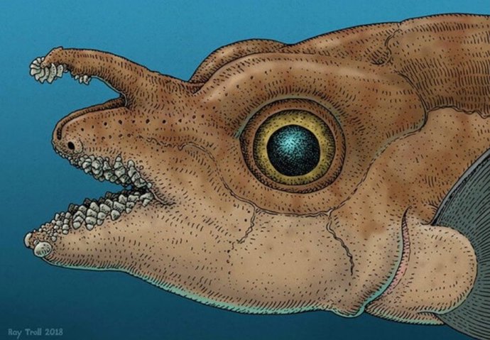 Ilustração dos dentes da frente do peixe-rato macho adulto