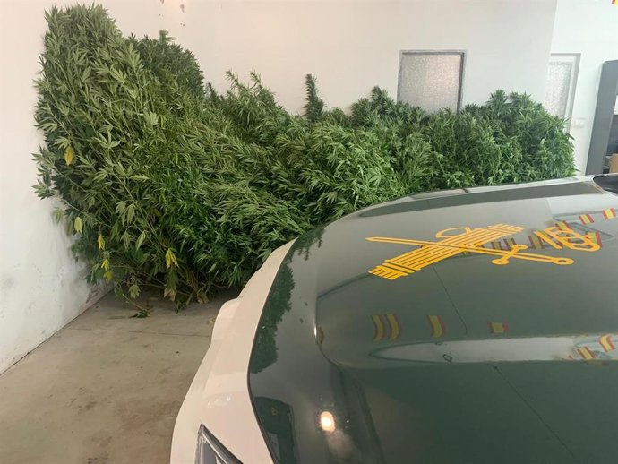 Plantas aprehendidas en un cultivo de Ribas de Sil (Lugo).