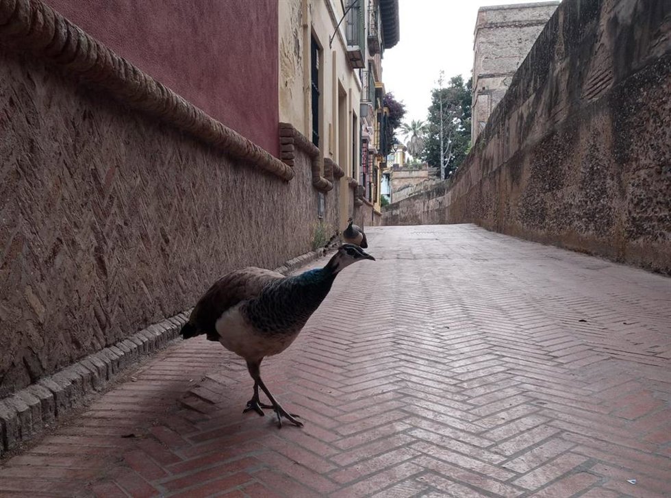 Un pavo pasea por las inmediaciones de los Jardines de Murillo de Sevilla.