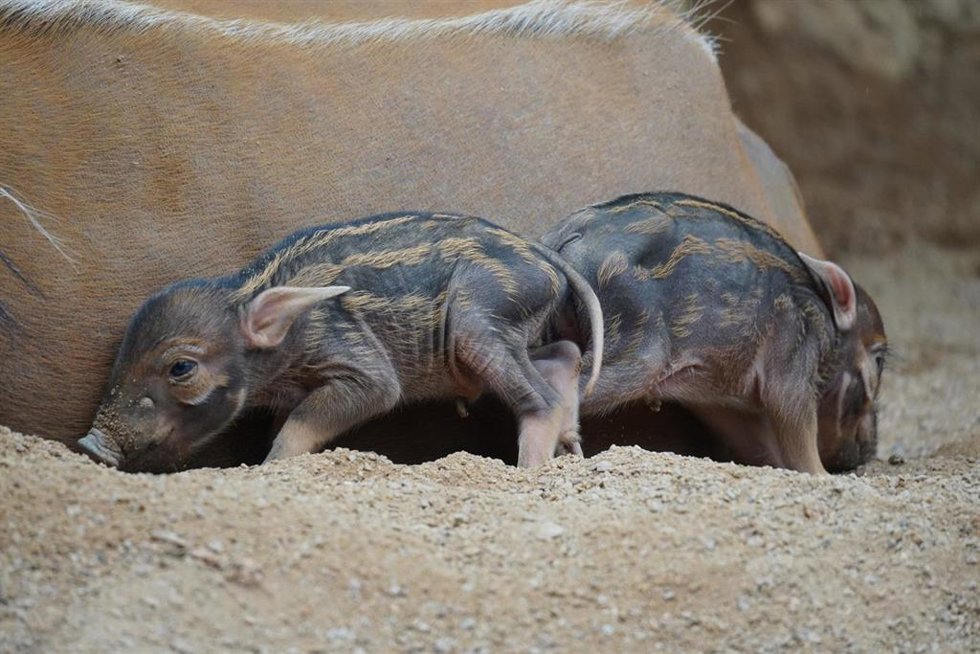 Bioparc Fuengirola acoge a dos crías del jabalí africano potamoquero rojo nacidas en un parto múltiple.
