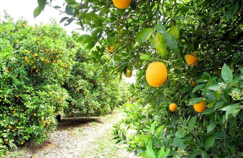 Archivo - Imagen de recurso de cítricos en una finca agrícola.