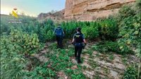 Tres detenidos en El Ejido (Almería) con un cultivo de más de 2.000 plantas de marihuana