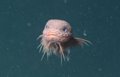 Nueva especie de pez descubierto a más de 3.200 metros de profundidad