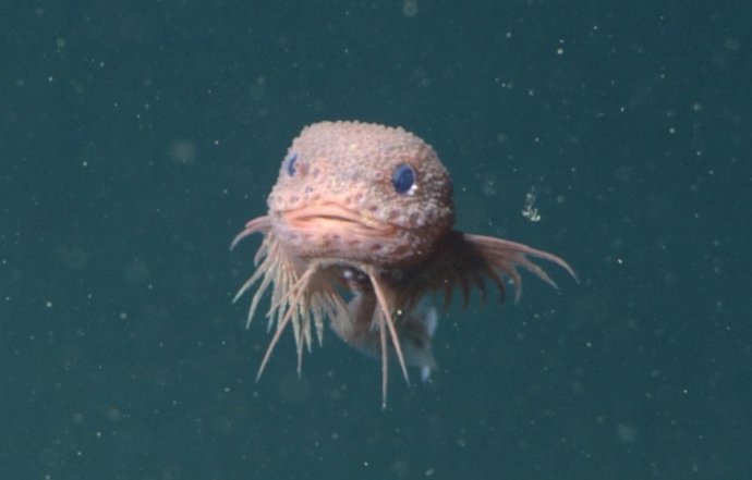 Imagen del pez caracol rugoso