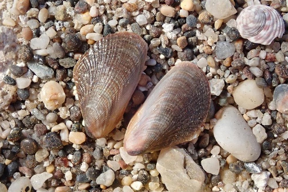 Ejemplares de mejillón egipcio --'Brachidontes pharaonis'-- detectados en aguas de Carboneras (Almería).