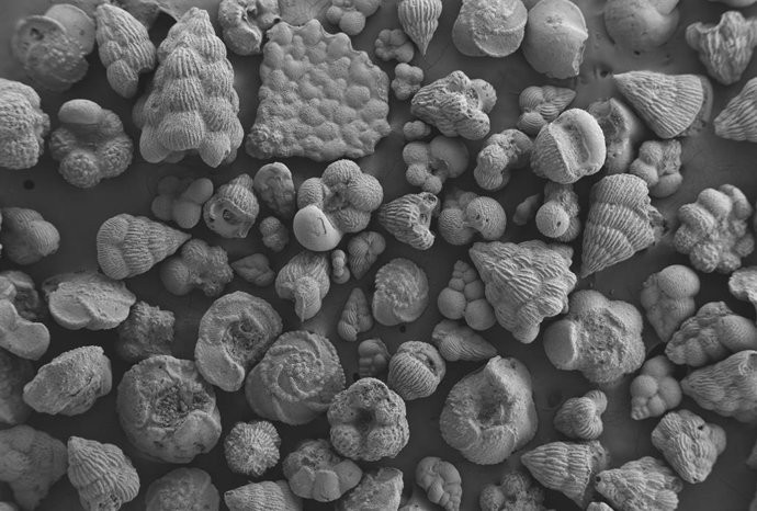 Fotografía de microscopio electrónico de barrido de conchas de foraminíferos planctónicos de finales del periodo Cretácico