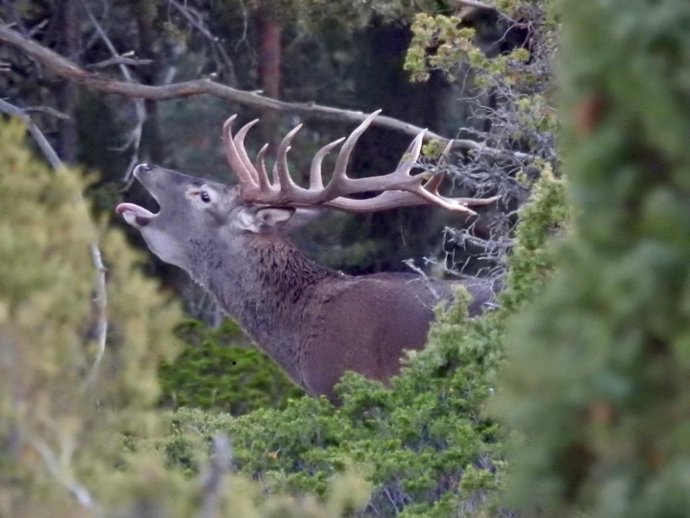 Archivo - Ciervo durante la berrea