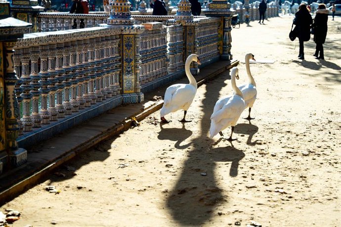 Archivo - Tres cisnes pasean por los alrededores de la Plaza de España, en el entorno del Parque de Maria Luisa. Imagen de archivo.