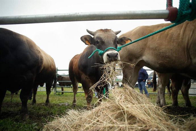 Archivo - Ganado alimentándose
