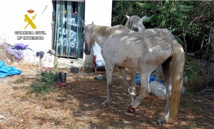 Caballos localizacos en Cádiar (Granada) con desnutrición y heridas.