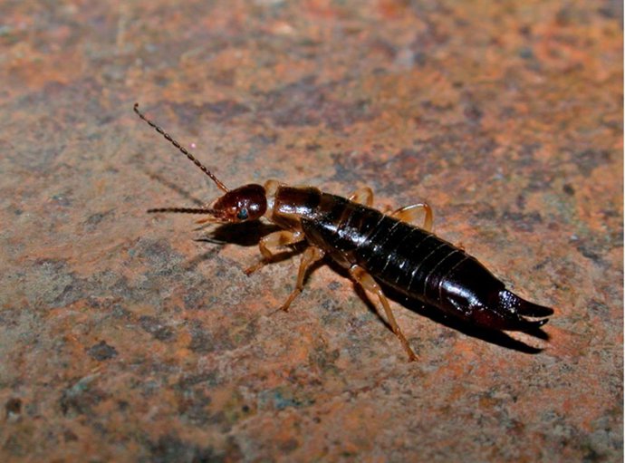 Un ejemplar de Euborellia annulipes.