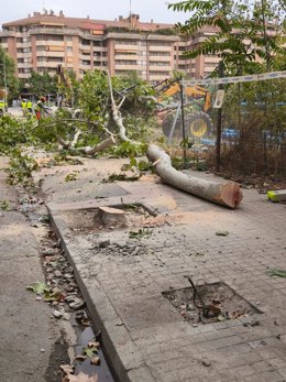 Árboles talados en Huesca.