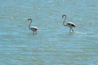 WWF pide que se "cumplan" los protocolos y la suspensión temporal de caza ante la gripe aviar en Doñana