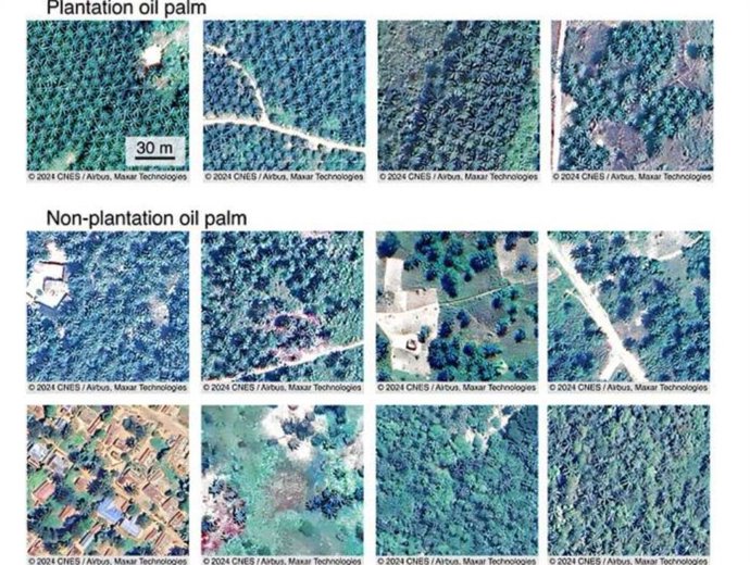 Imágenes satelitales con resolución submétrica que muestran plantaciones y no plantaciones de palma aceitera.