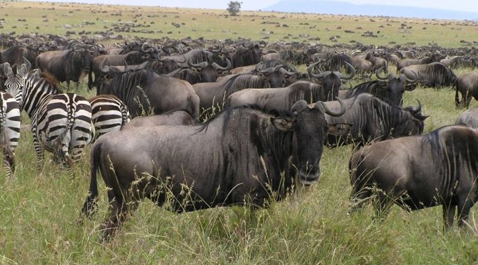 Vista panorâmica do Serengeti durante a Grande Migração dos Gnus