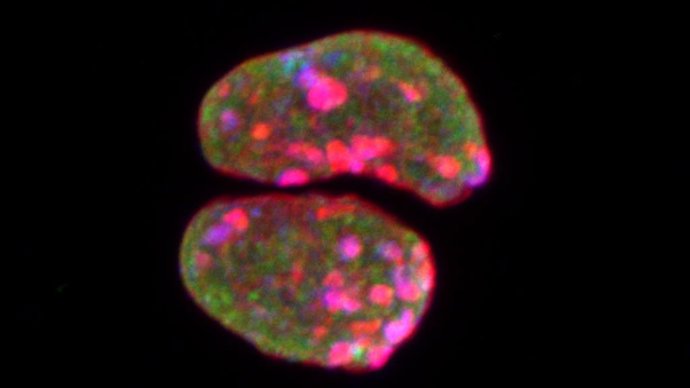 Imagen de moléculas investigadas.