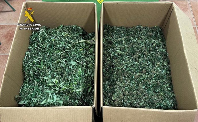 Plantas de marihuana intervenidas.