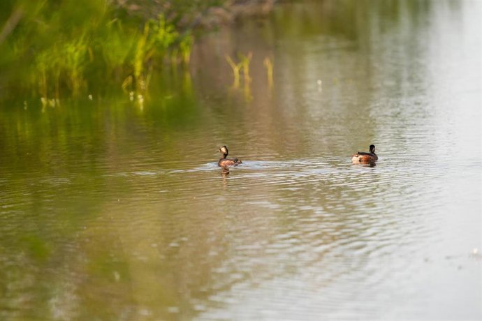 Archivo - Imagen de archivo de las marisma del Coto de Doñana (Huelva). 