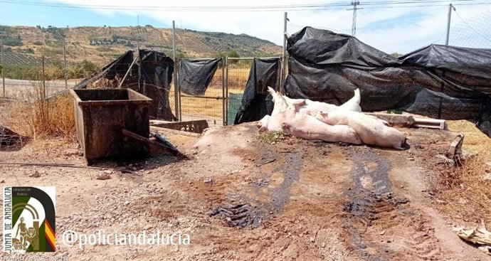 Imagen del cadáver de un cerdo difundida por la Unidad de Policía Adscrita en sus redes sociales.