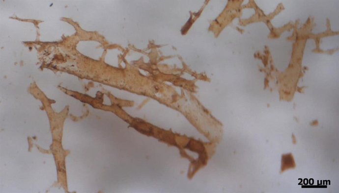 Vasos isolados do osso cortical de Tyrannosaurus por desmineralização em EDTA